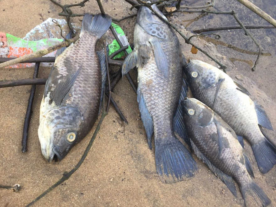 Dead fish after UPL Pesticide warehouse fire